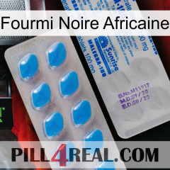 African Black Ant new15